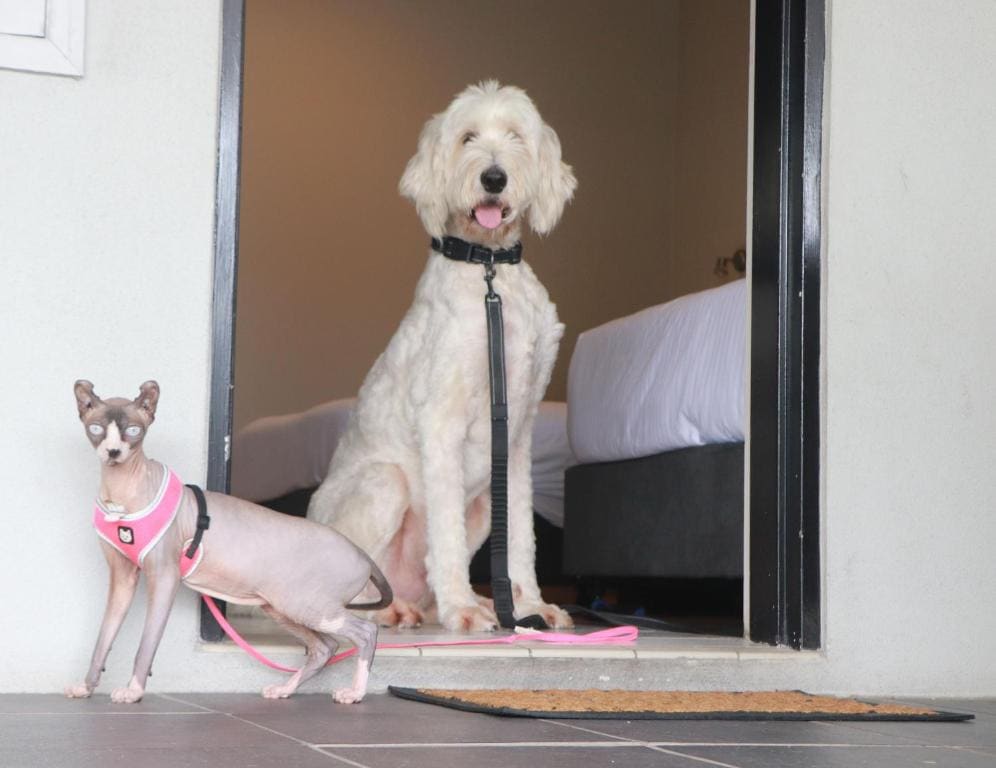 Pet Friendly Queen Room room - Image 1