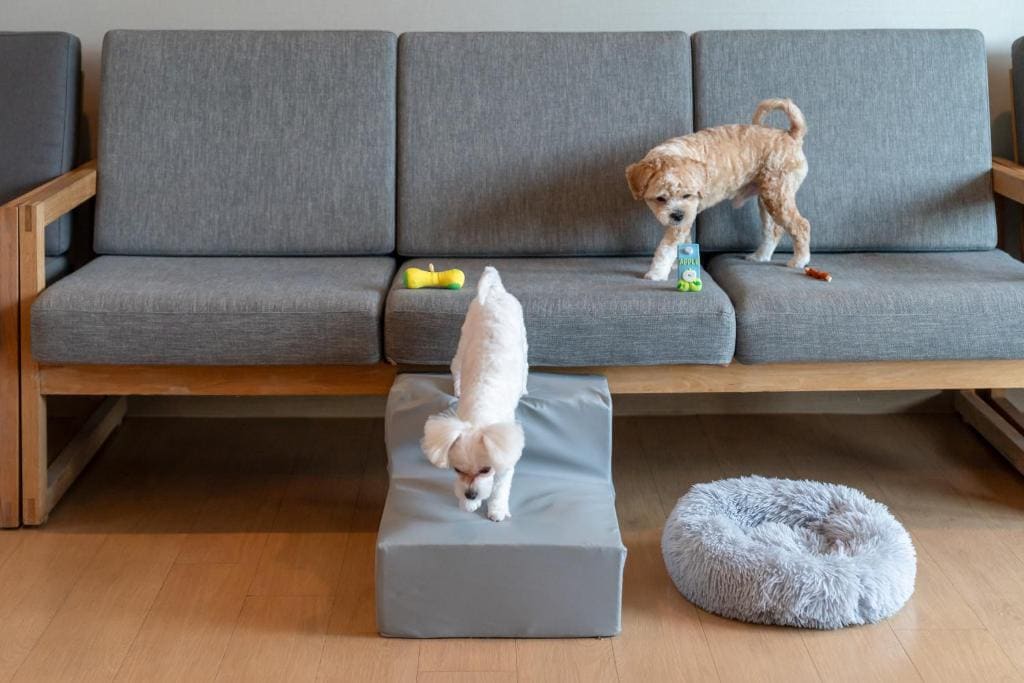 Pet Suite with Seaview room - Image 1
