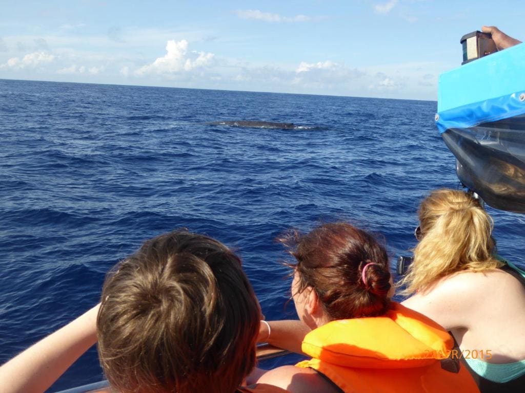 Whale Watching - Standard Double or Twin Room with Sea View room - Image 1