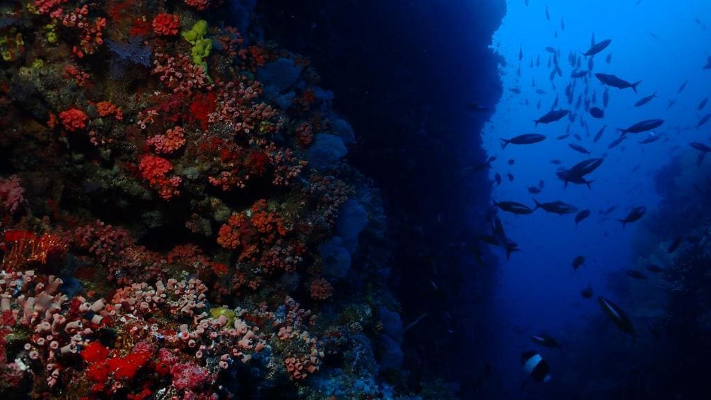 Deluxe Double or Twin Room with Two Dives per day room - Image 2