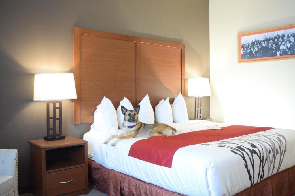 Standard Queen Room room - Image 1