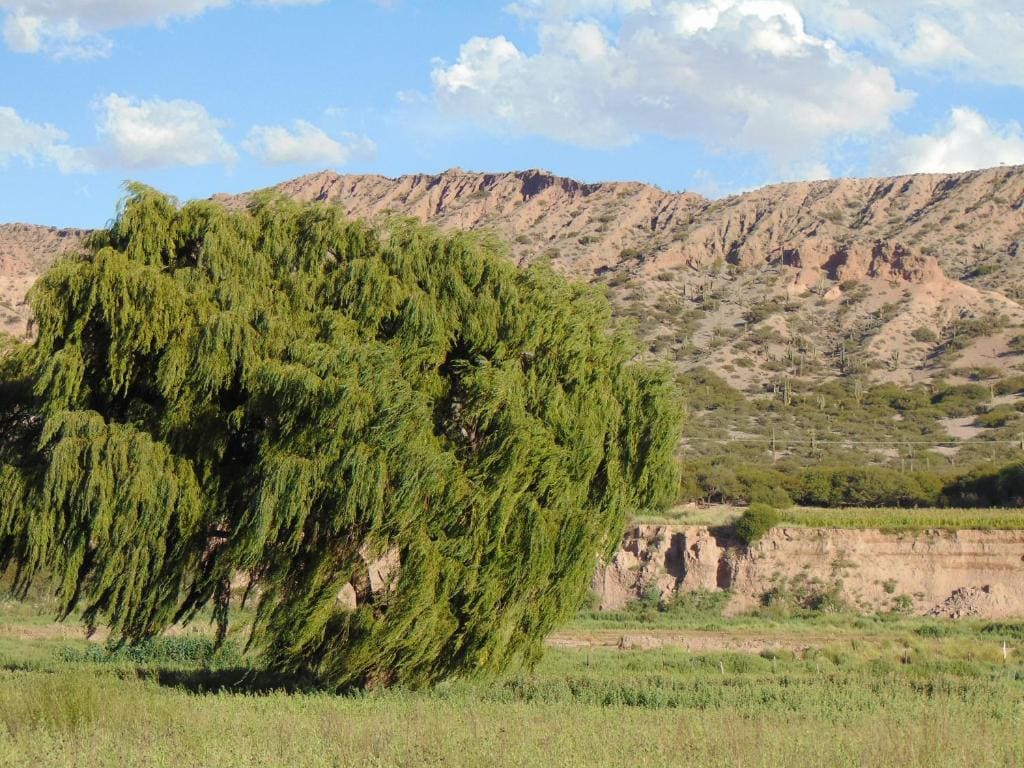 El Churqui - View 2