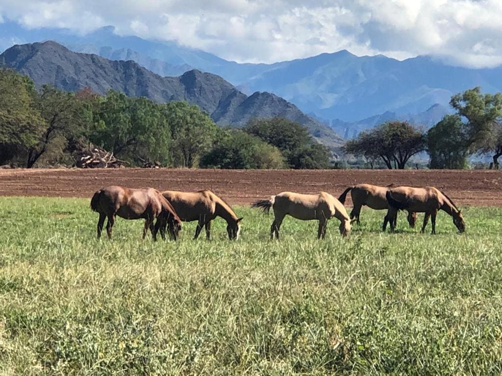 Estancia Banda Grande - horse & hiking safaris - Main view
