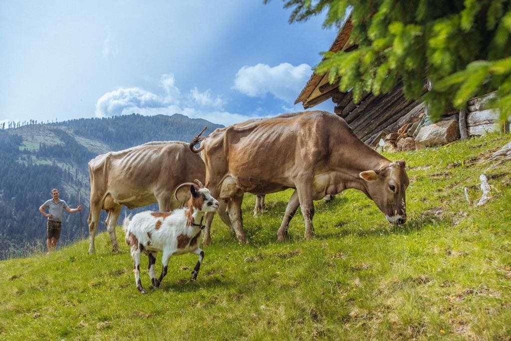 Familienwanderhof Eggeler - Tampilan utama