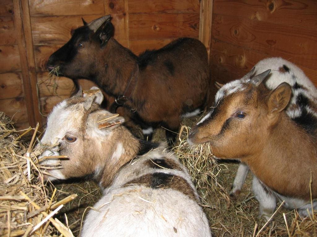 Comme à la Ferme - Main view