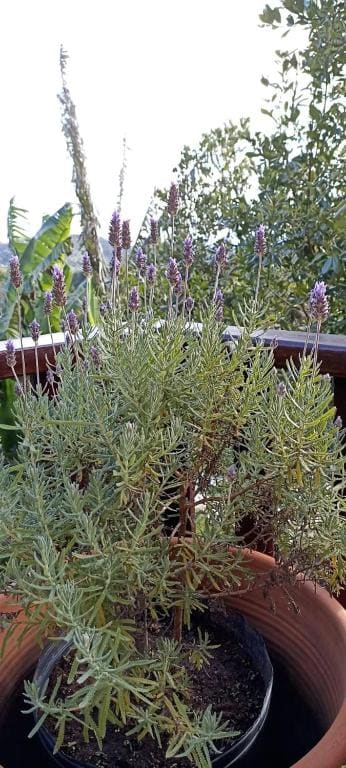 RECANTO HARMONIA - Foto 6