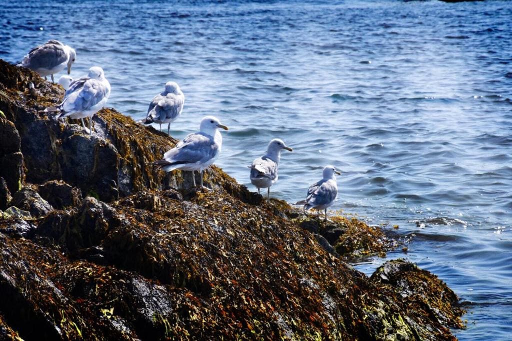 Gabriola Island B&B By The Sea - View 3