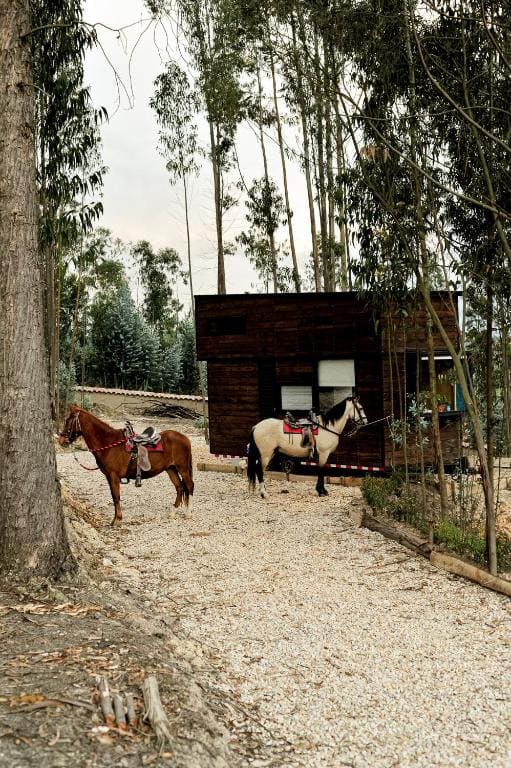 El Bosque de Paipa - View 5