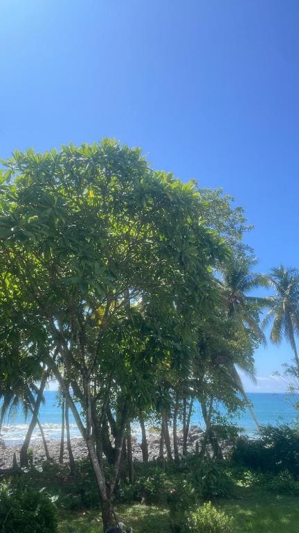 El Pargo Feliz - View 2