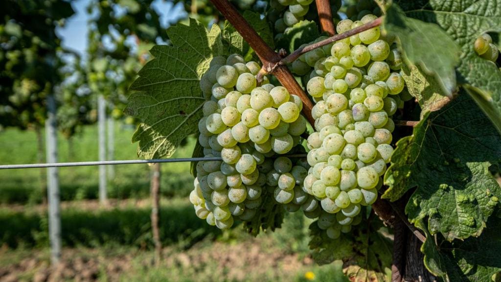 Penzion pod Kraví horou — Hauptbild