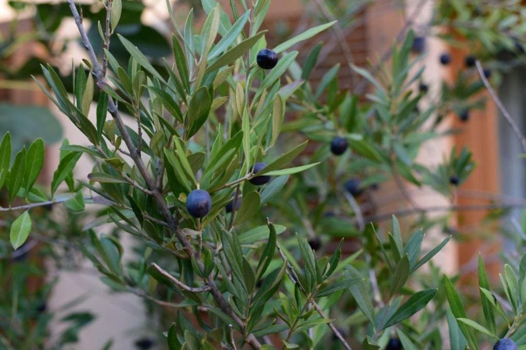 Herberge Rheinhessen - View 7