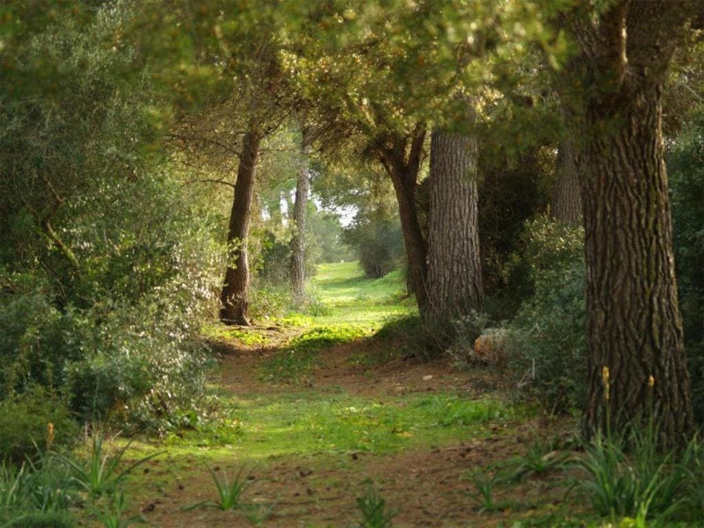 Agroturismo Ses Arenes - Main view