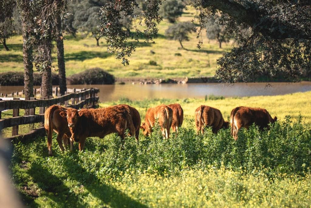 Alojamiento Rural Finca Barral - View 6