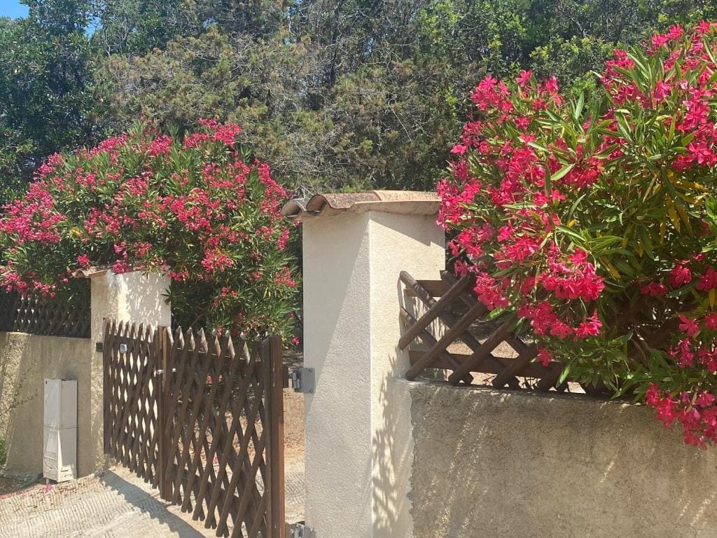 A Pineta Corsa - View 4