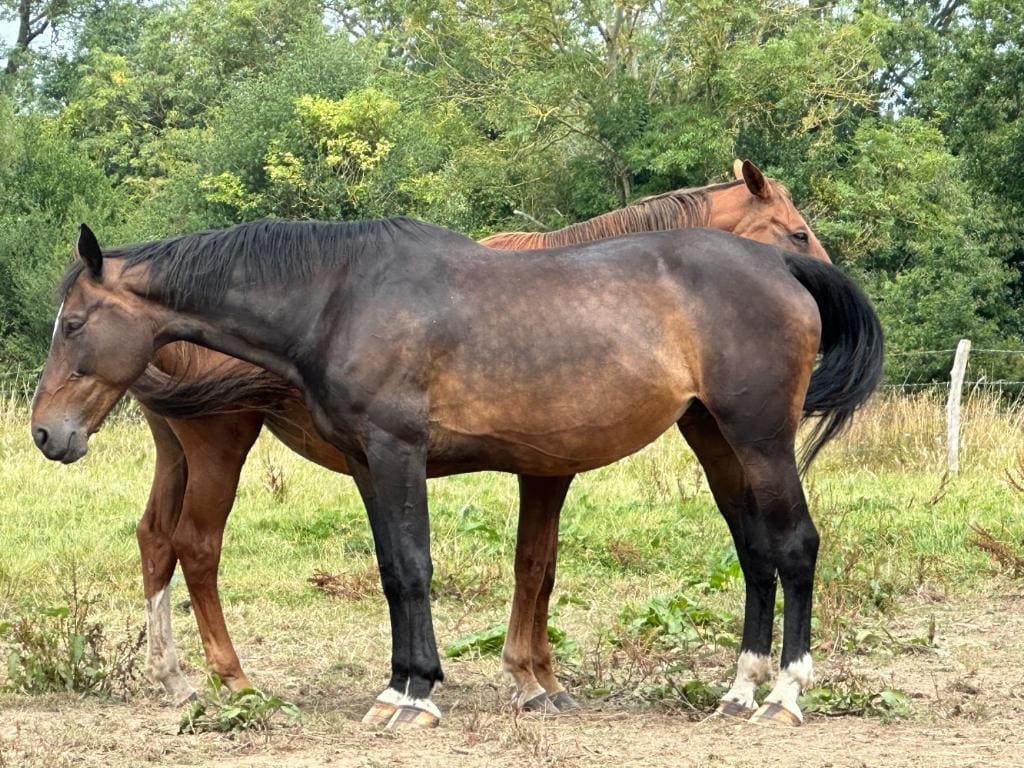 Au Milieu des Haras - View 6
