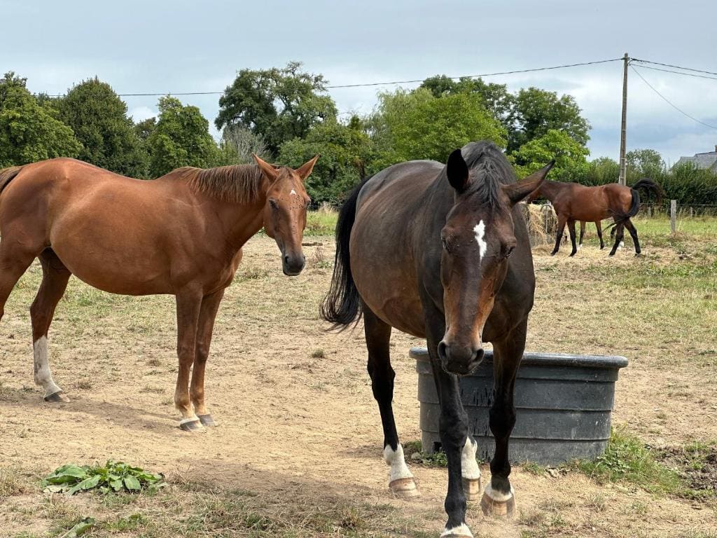 Au Milieu des Haras - View 5