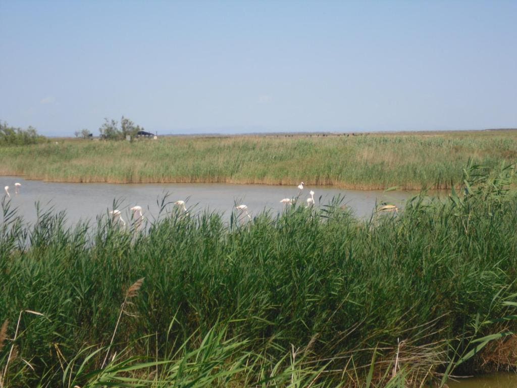 Chambre les Flamants, vue étangs, petit déjeuner offert - View 6