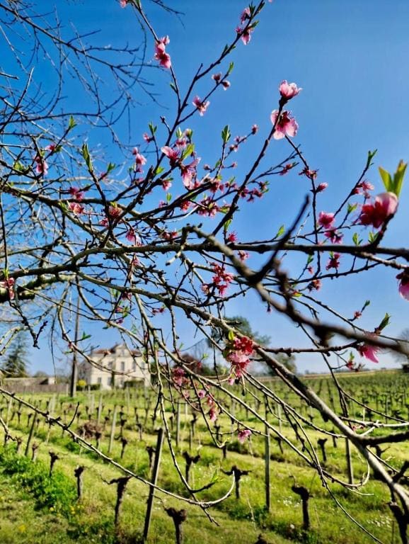 Château Clos des Maurins - Tampilan 5