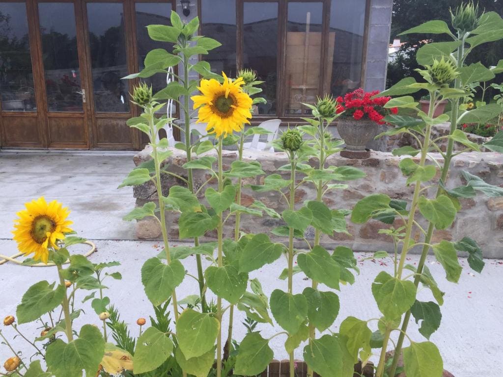 Gîte climatisé de La Haute Rue - View 6