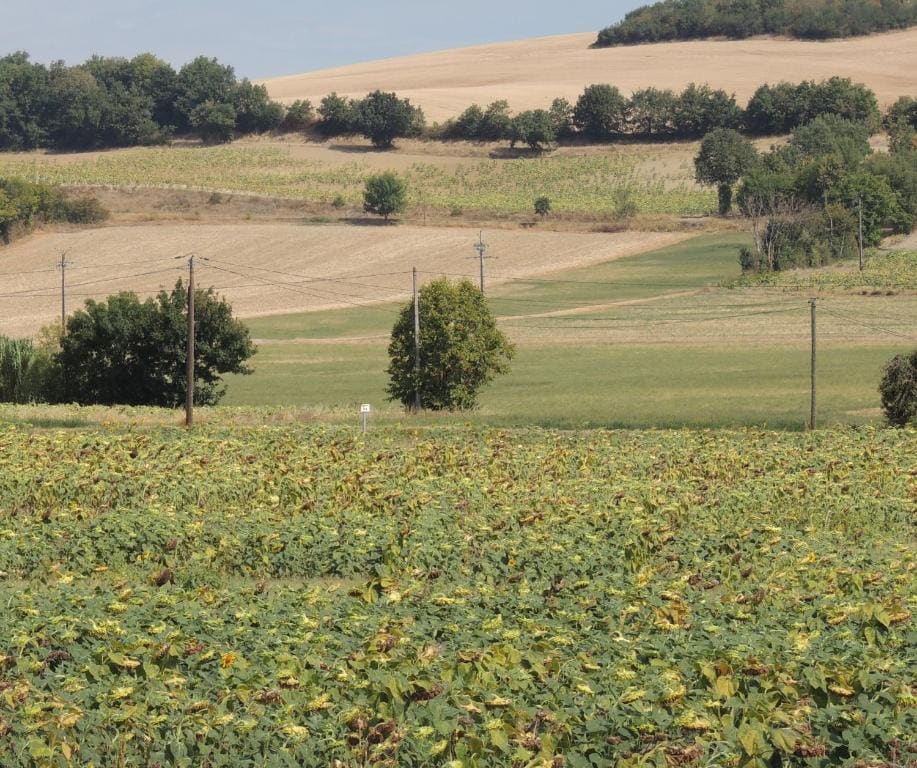 Les treilles d'en Peyre — Ansicht 5