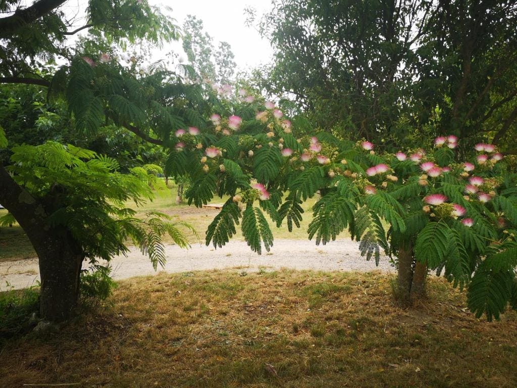 Mado - View 4