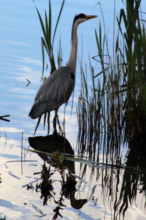 Marshlands Lakeside Nature Retreat - View 5