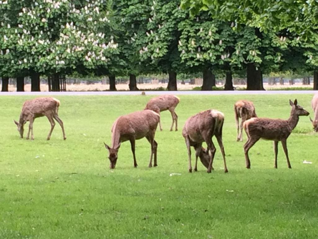Old Station Gardens, SW London - 写真 2