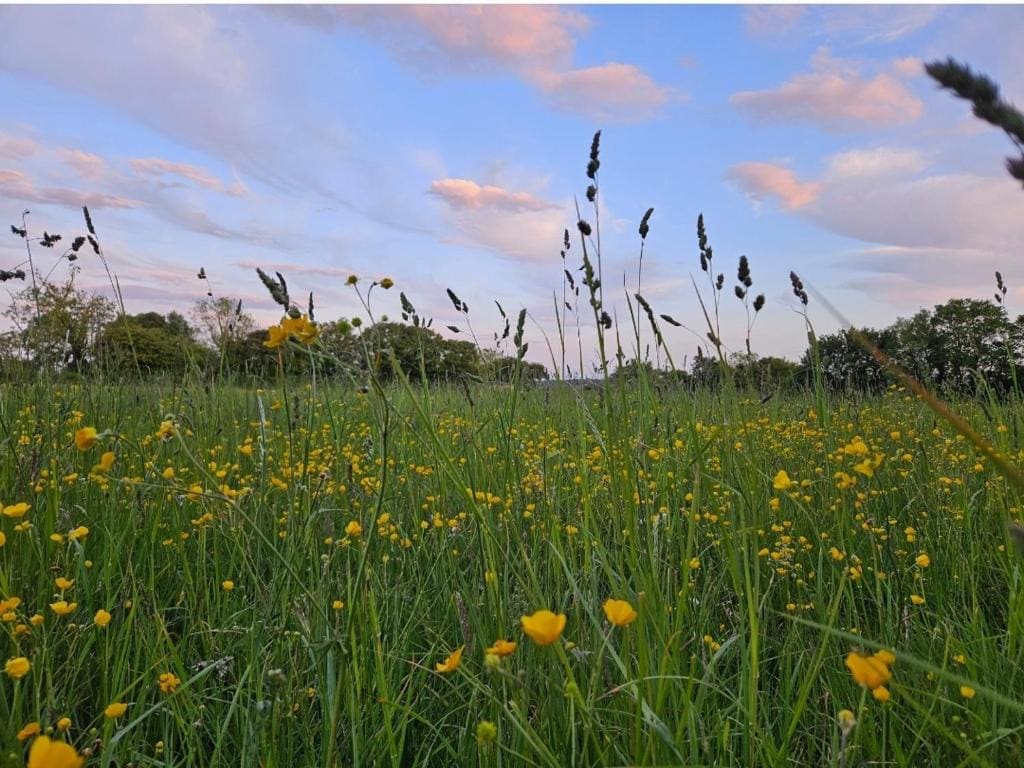 Readers Field Glamping - Main view