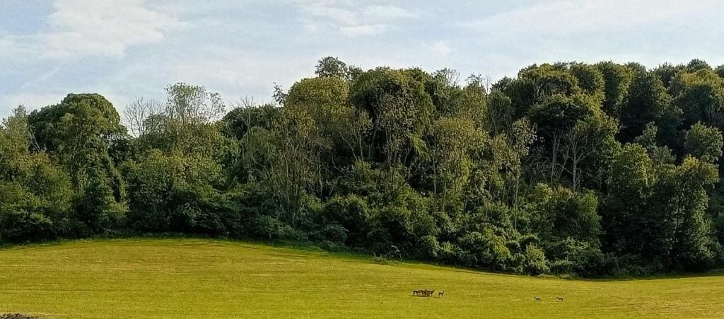Up at the Barn - View 3