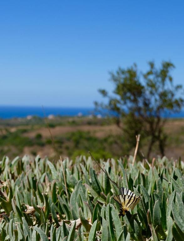 Aetovigli - View 4