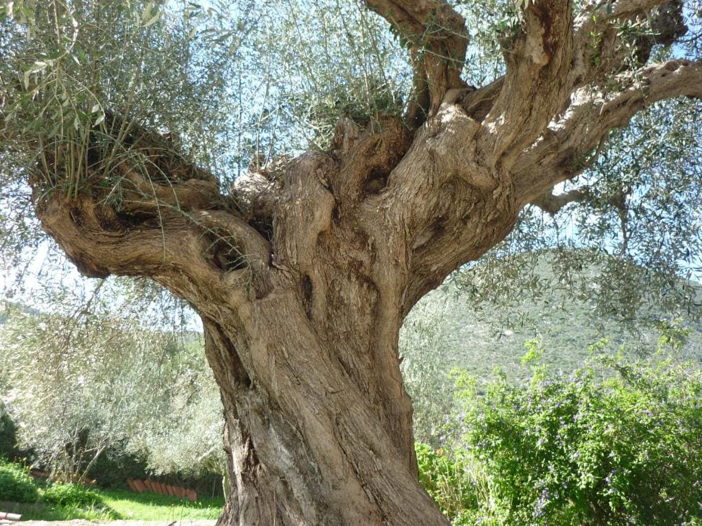 Agros - Vista 2