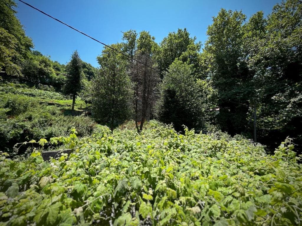 Λευκή Καμέλια - Main view