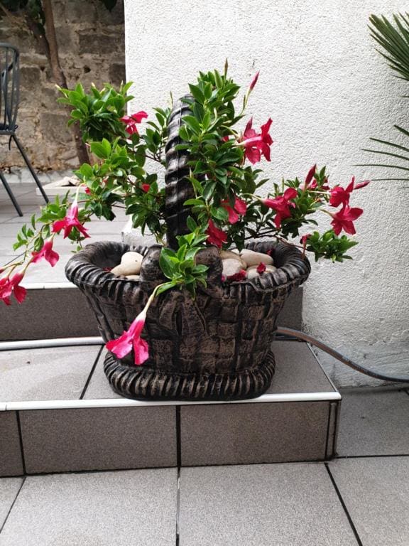 LEMON TREE - View 7