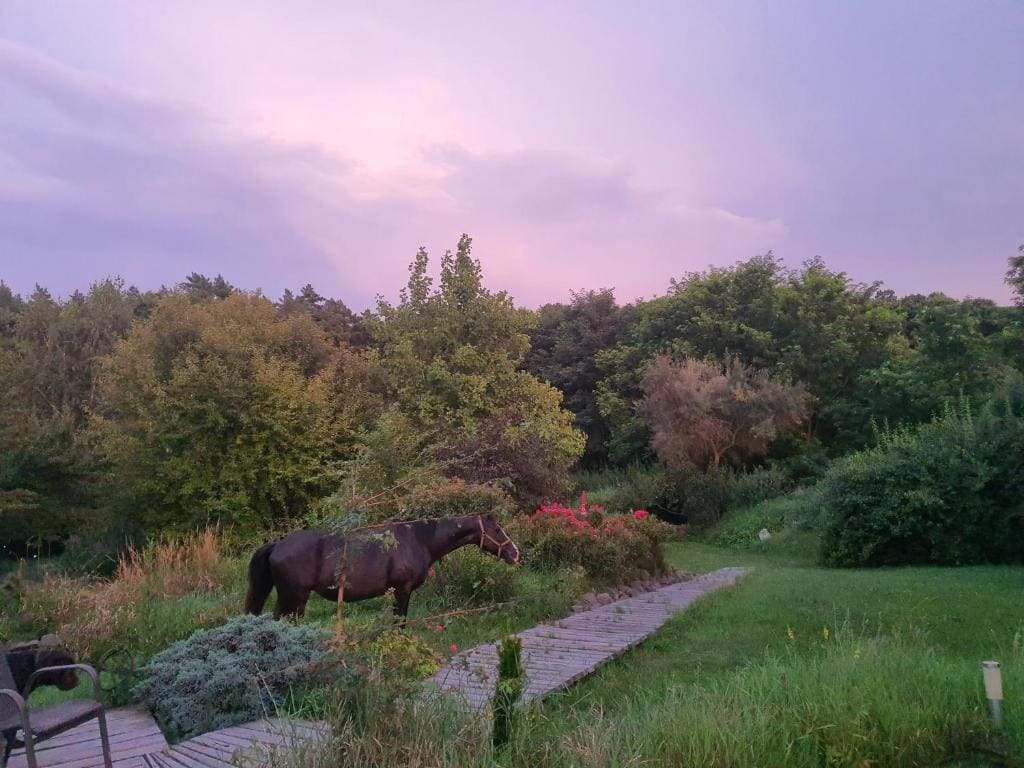 Ezererdő Vendégház - Foto 3