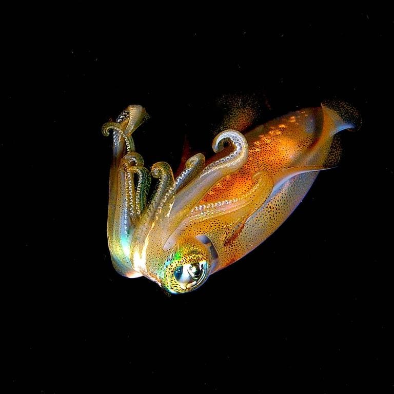 Bali Diversity Dive Resort - View 4
