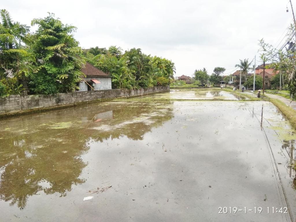 Bhuana Alit 2 Ubud - Main view