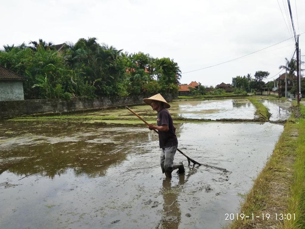 Bhuana Alit 2 Ubud - View 3