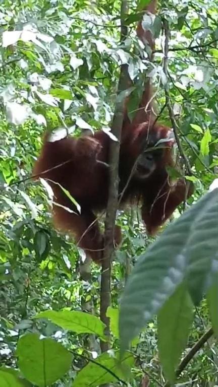 Dendi guest house & Orangutan Explore - View 7