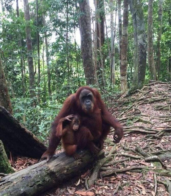 Dendi guest house & Orangutan Explore - View 2