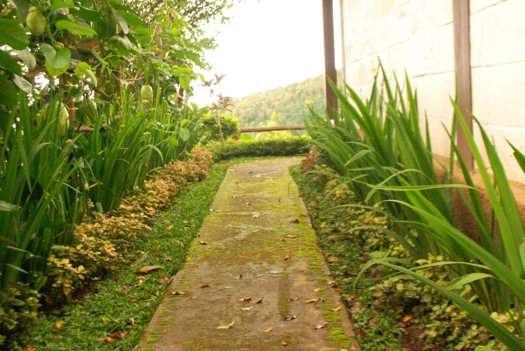 Munduk Clove - View 7