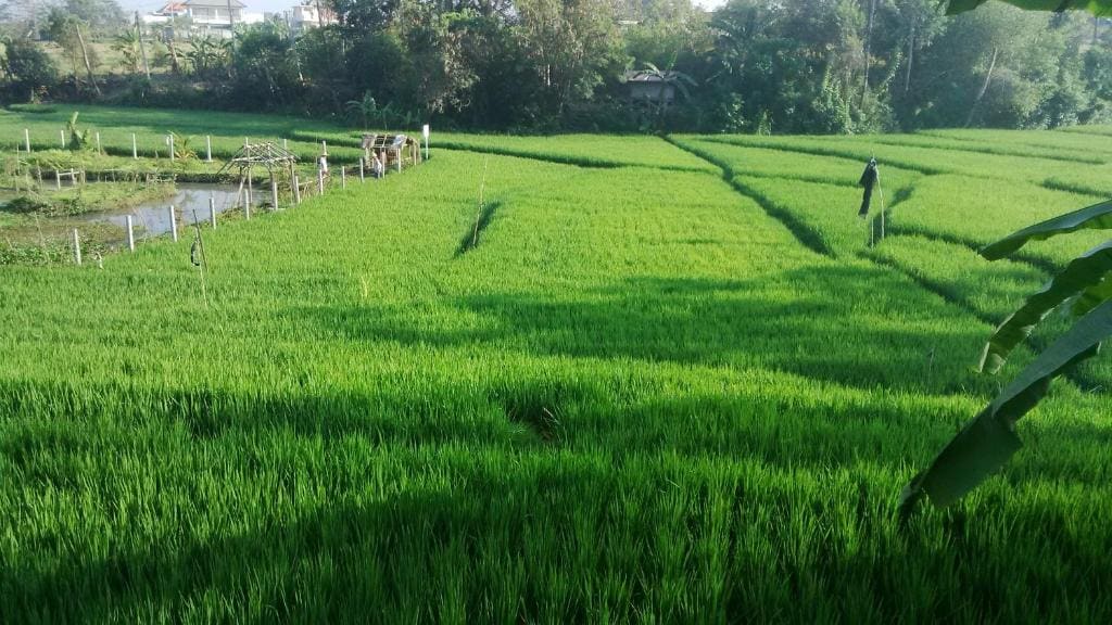 Sunari Guest House - View 2
