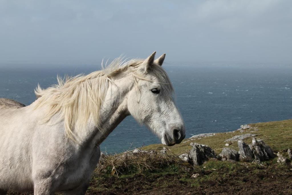 Sleepzone Clare - The Burren Hostel - View 3
