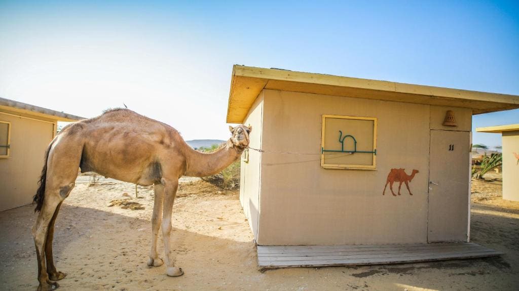 Negev Camel Ranch - Main view