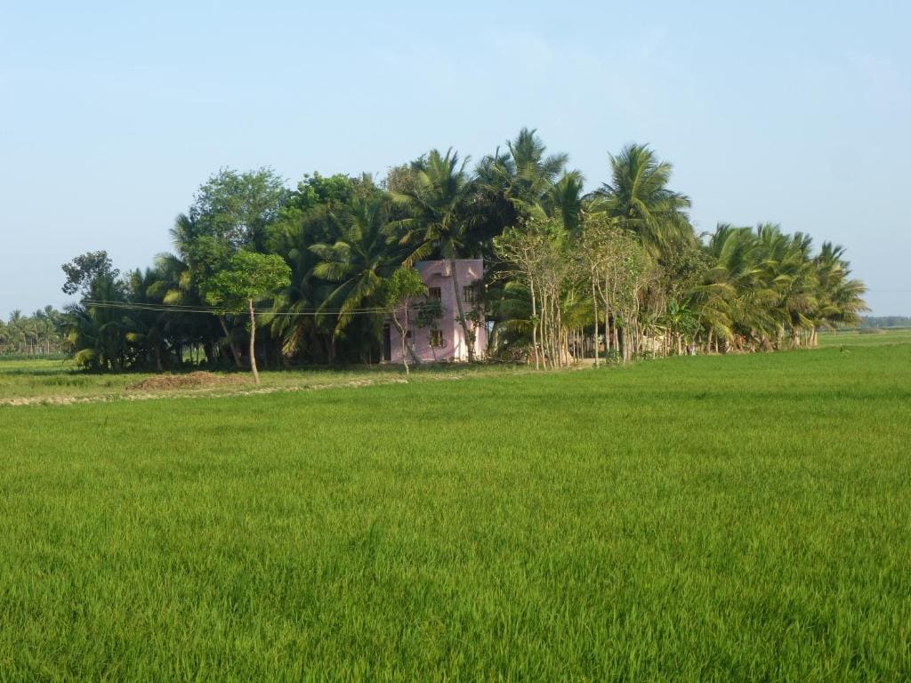 Paddy Homestay - View 3