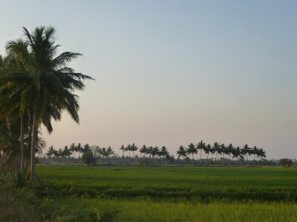Paddy Homestay - View 6