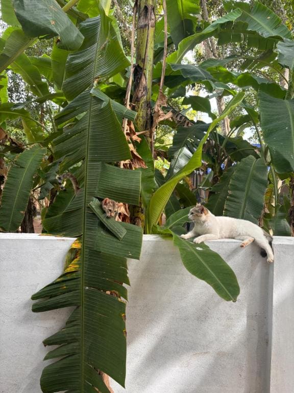 Barefoot Hostels, Varkala - View 3