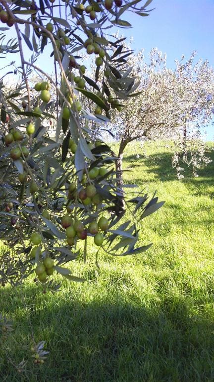 Agriturismo Conca' e Janas - View 3