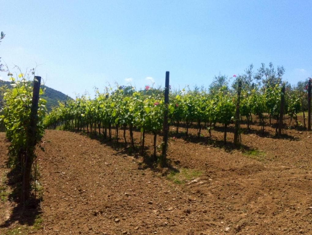 Agriturismo Il Colle - View 4