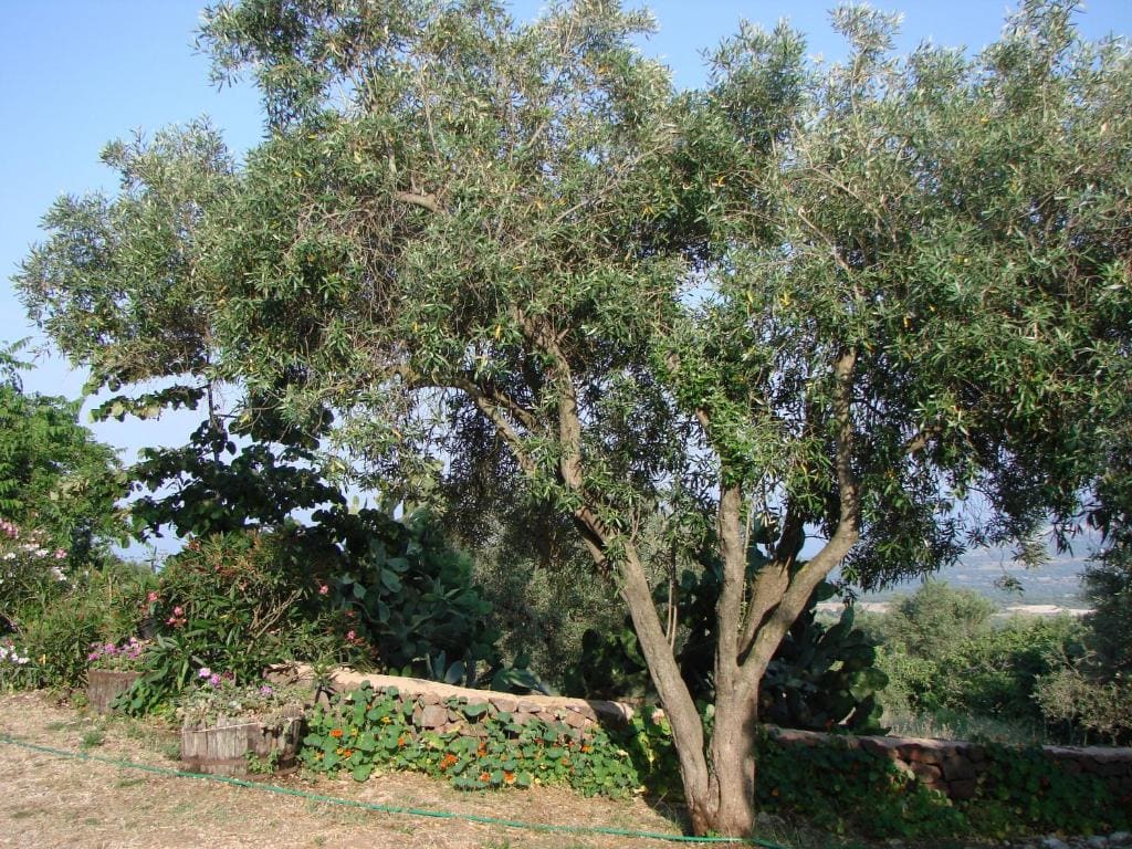 Agriturismo Su Tiresi - View 7
