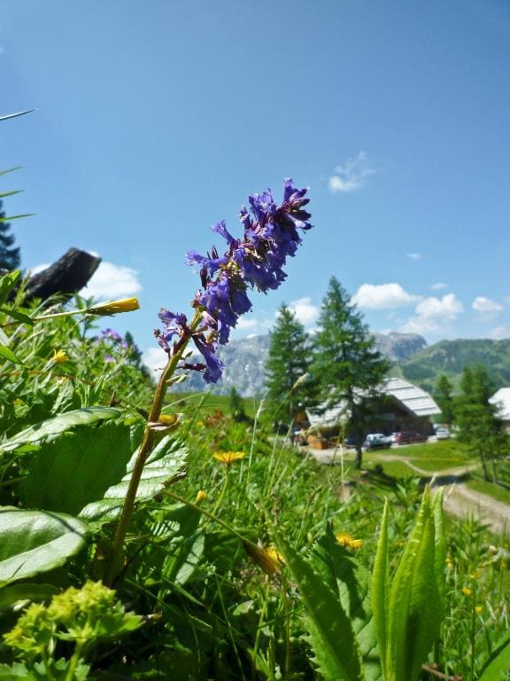 Nassfeld Frühstückspension Wulfenia da Livio - View 5
